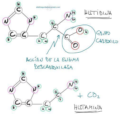 Descarboxilación de la histidina a histamina